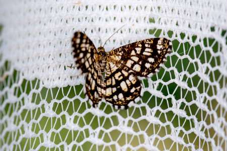 Butterfly on a white net with green background. Macro.の写真素材