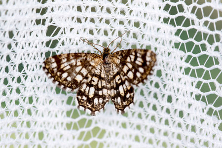 Butterfly on a white net. Macro. Shallow depth of field