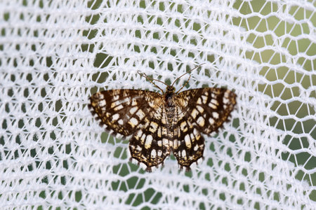 Close up of a butterfly on a white net. Macro photography.の写真素材