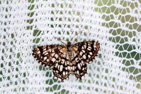 Butterfly on a white lace on a green background. Macroの写真素材