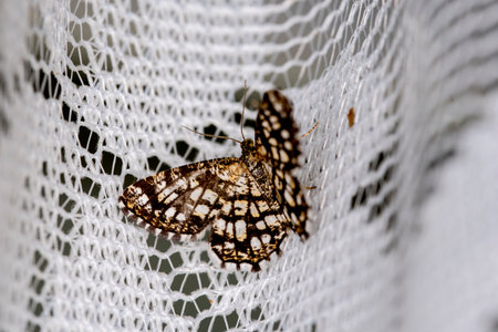 Butterfly on a white net. Close up. Macroの写真素材