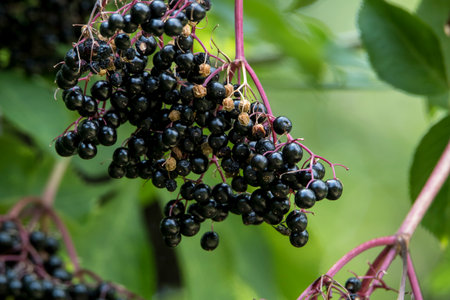 Elderberry berries on the branches of a plant in the garden