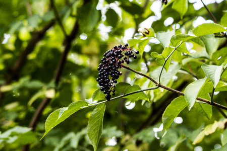 Elderberry berries on a branch with green leaves in the garden