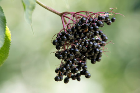 Black elderberry berries on a branch on a background of green leavesの写真素材
