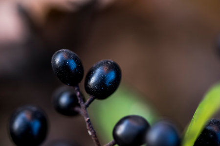 Black berries on a branch in the forest. Shallow depth of field.の写真素材
