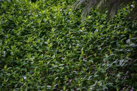 Green leaves of tea bushes in the garden on a sunny day.