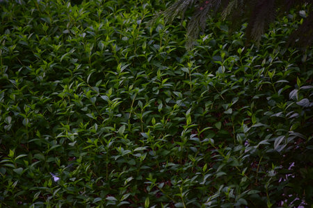 Green leaves background in the garden.