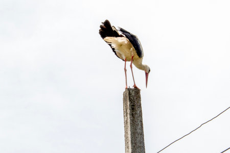 White stork, Ciconia ciconia, single bird on pole, Brazilの写真素材