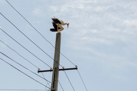 Stork perched on a power line with blue sky in the background