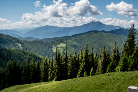 Mountain landscape with coniferous forest in Carpathian mountains