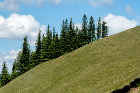 Green hill with coniferous trees and blue sky with white clouds