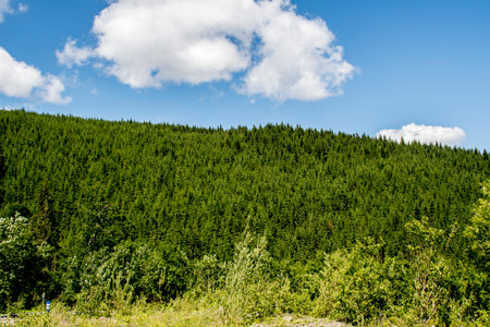 green forest on a hillside in summer with blue sky and white clouds