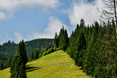 Mountain landscape with coniferous forest on the hillside.の写真素材