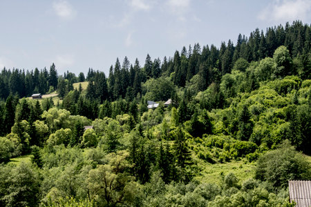 Landscape with green forest and village in Carpathian mountains, Bucovinaの写真素材