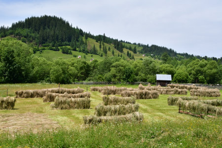 Rural landscape with hay bales on the meadow in summer