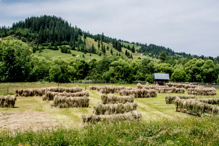 Meadow with haystacks on the hillside in summer