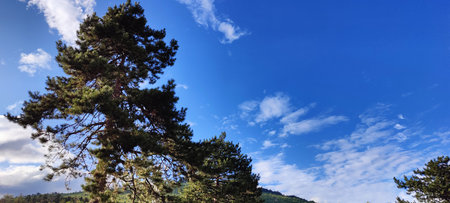 Pine trees on the background of blue sky with white clouds.の写真素材