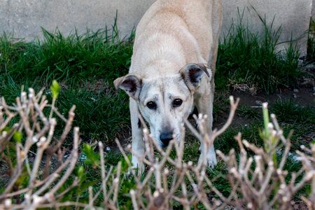 Stray dog looking for food in the garden. Selective focus.