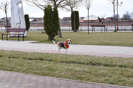 Beagle dog in the park on a sunny spring day.の写真素材