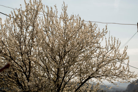 White cherry blossoms on a tree in the spring in the mountainsの写真素材