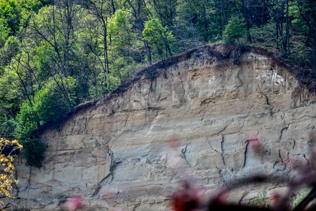 Rocky cliff in the forest with green foliage and tree trunksの写真素材