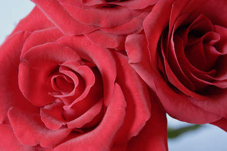 Beautiful two red roses for the backgroundの写真素材