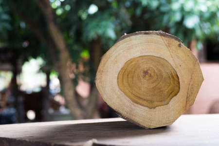 Small timberの写真素材