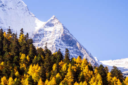 Autumn leaves at Yading National Park, China, surrounded by snow mountainsの写真素材