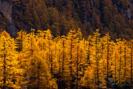 Autumn leaves at Yading National Park, China, surrounded by snow mountainsの写真素材