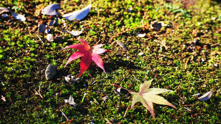 Close-up, Fallen Autumn Japanese Maple Leaf on a Grass Lawnの写真素材