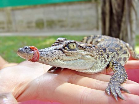  crocodile. Crocodile farm, Thailand.                               の写真素材