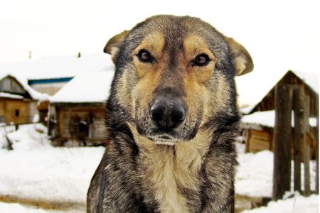 smart country dog watching you                             