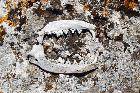 jaws; ancient, bones                               の写真素材