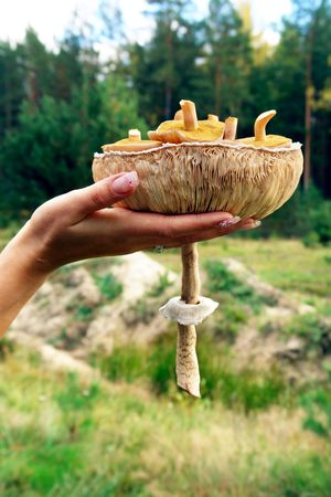 Mushroom bowl on the forest background.の写真素材