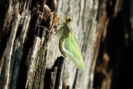 Newborn dragonfly. Swamp in the central region of Russia.                              の写真素材