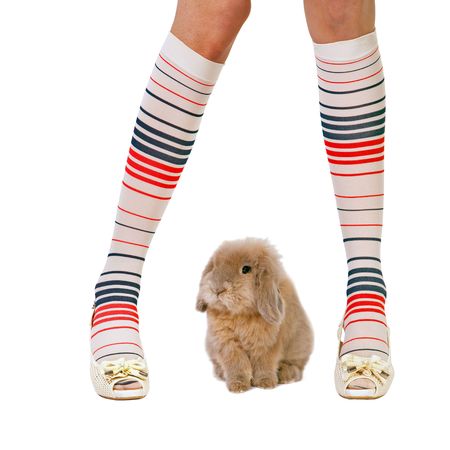 Baby rabbit is sitting between woman's leg. Isolated on white.の写真素材