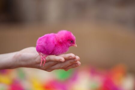 Tiny  newborn chicken of violet colorの写真素材