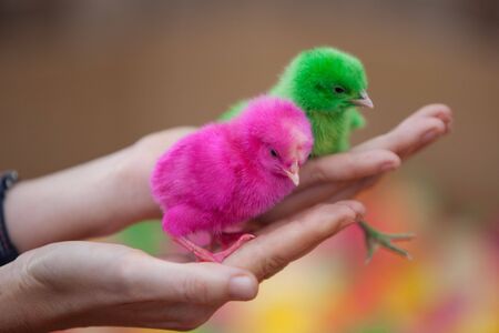 Two tiny  newborn chickens of different colorsの写真素材