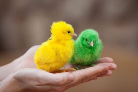 Two tiny  newborn chickens of different colorsの写真素材