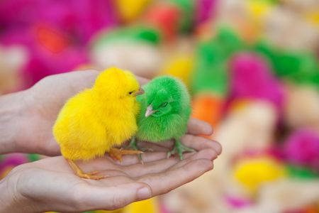 Two tiny  newborn chickens of different colorsの写真素材
