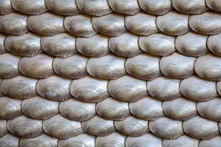 Wall made of polished seashellsの写真素材
