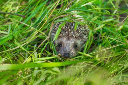 Baby hedgehog is hiding in the grass.の写真素材