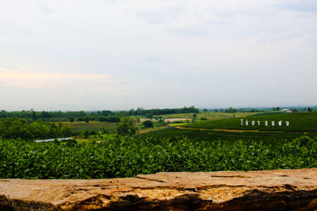 Choui Fong Tea Plantation in Chiang Rai, Thailandの写真素材