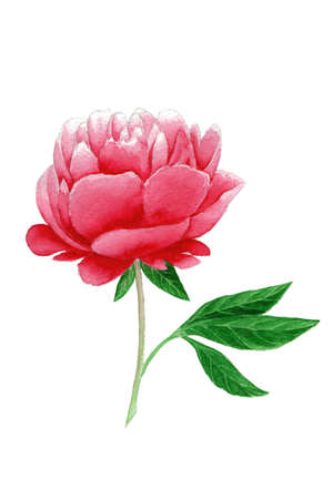 Watercolor Painting Peony Flower の写真素材