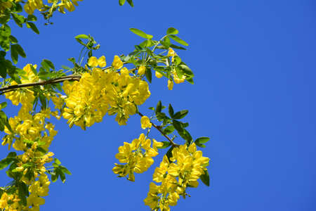 flowersの写真素材