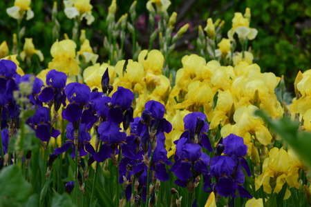 flowersの写真素材