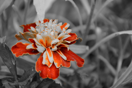 nice marigold flowerの写真素材