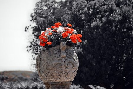 garden, flowersの写真素材