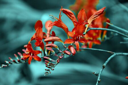 Garden, flowerの写真素材