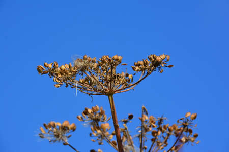 flowerの写真素材
